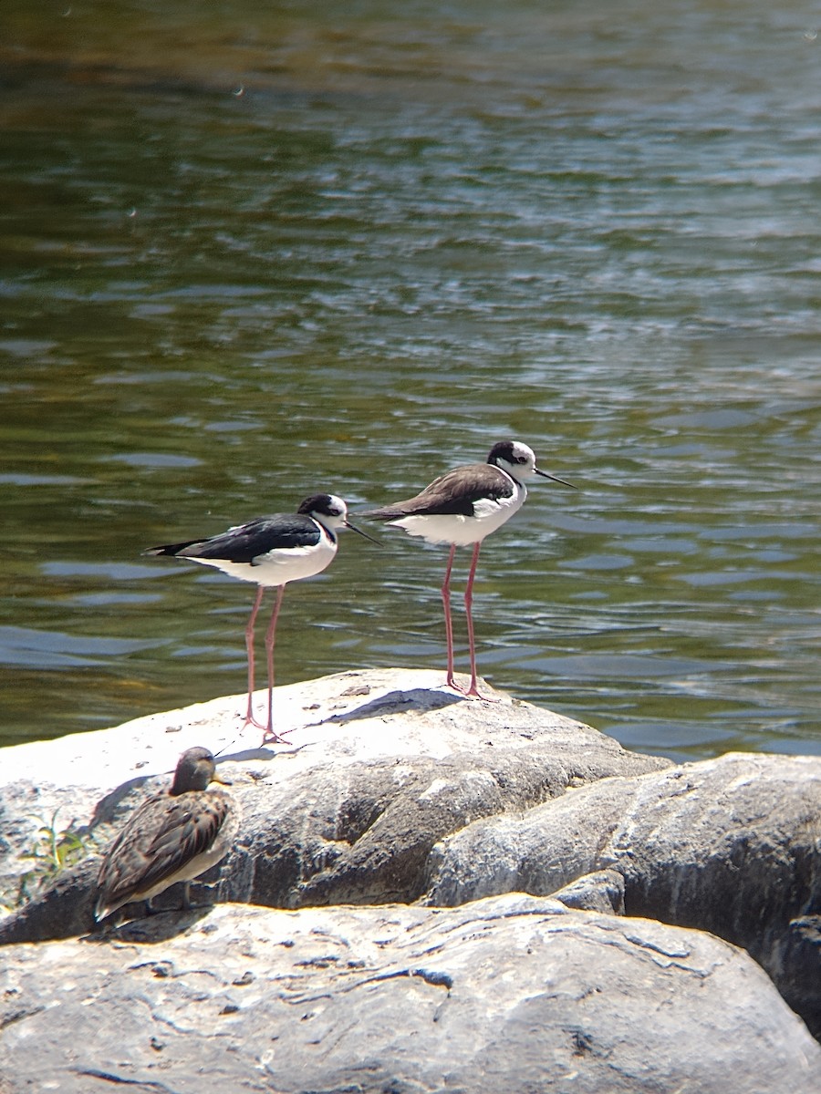 Black-necked Stilt - ML609956450