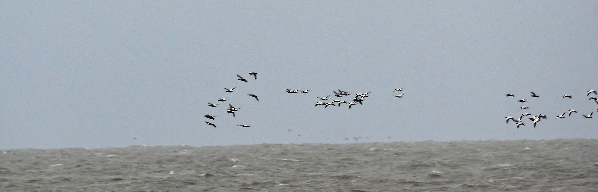 Common Eider - ML609956462