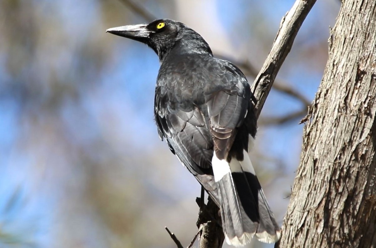 Pied Currawong - Thalia and Darren Broughton