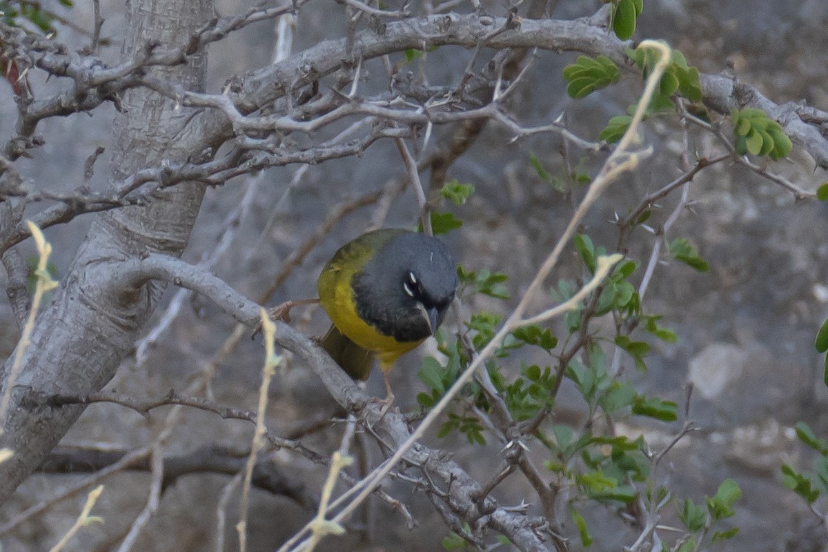 MacGillivray's Warbler - ML609956547