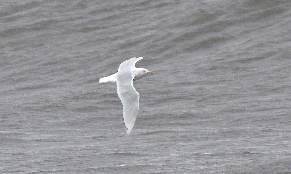 Glaucous Gull - Sharon Lynn