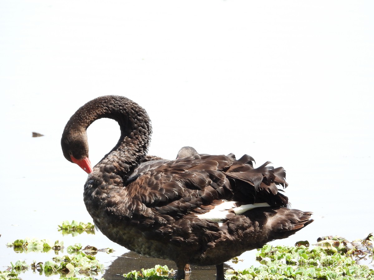 Black Swan - ML609956677