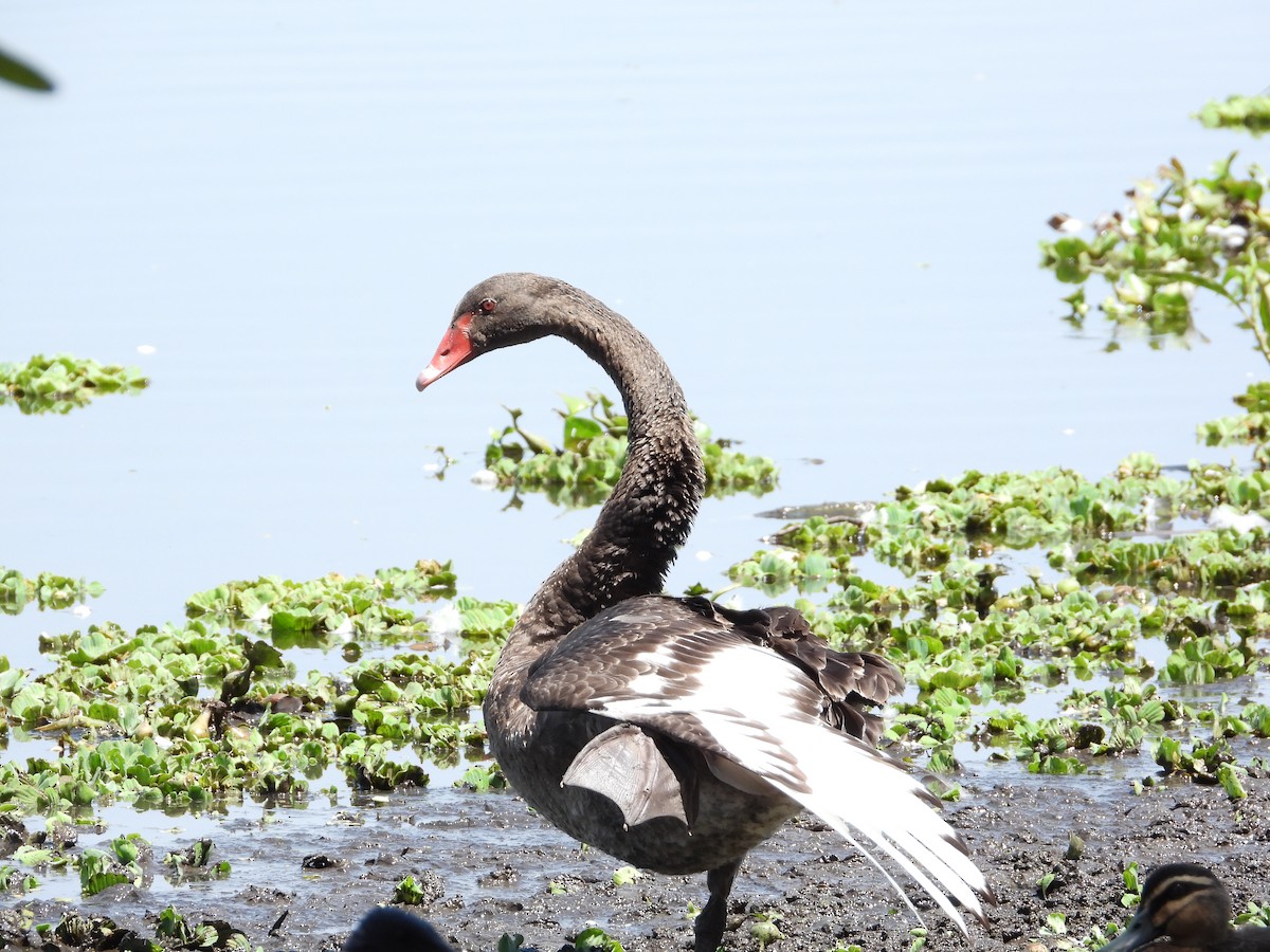 Black Swan - ML609956678