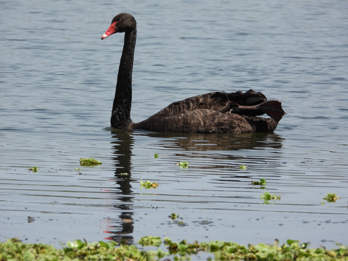 Black Swan - ML609956680