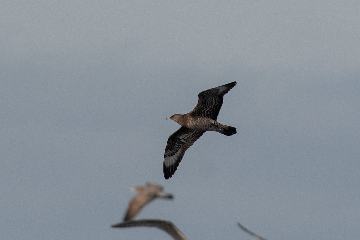 Parasitic Jaeger - ML609956743