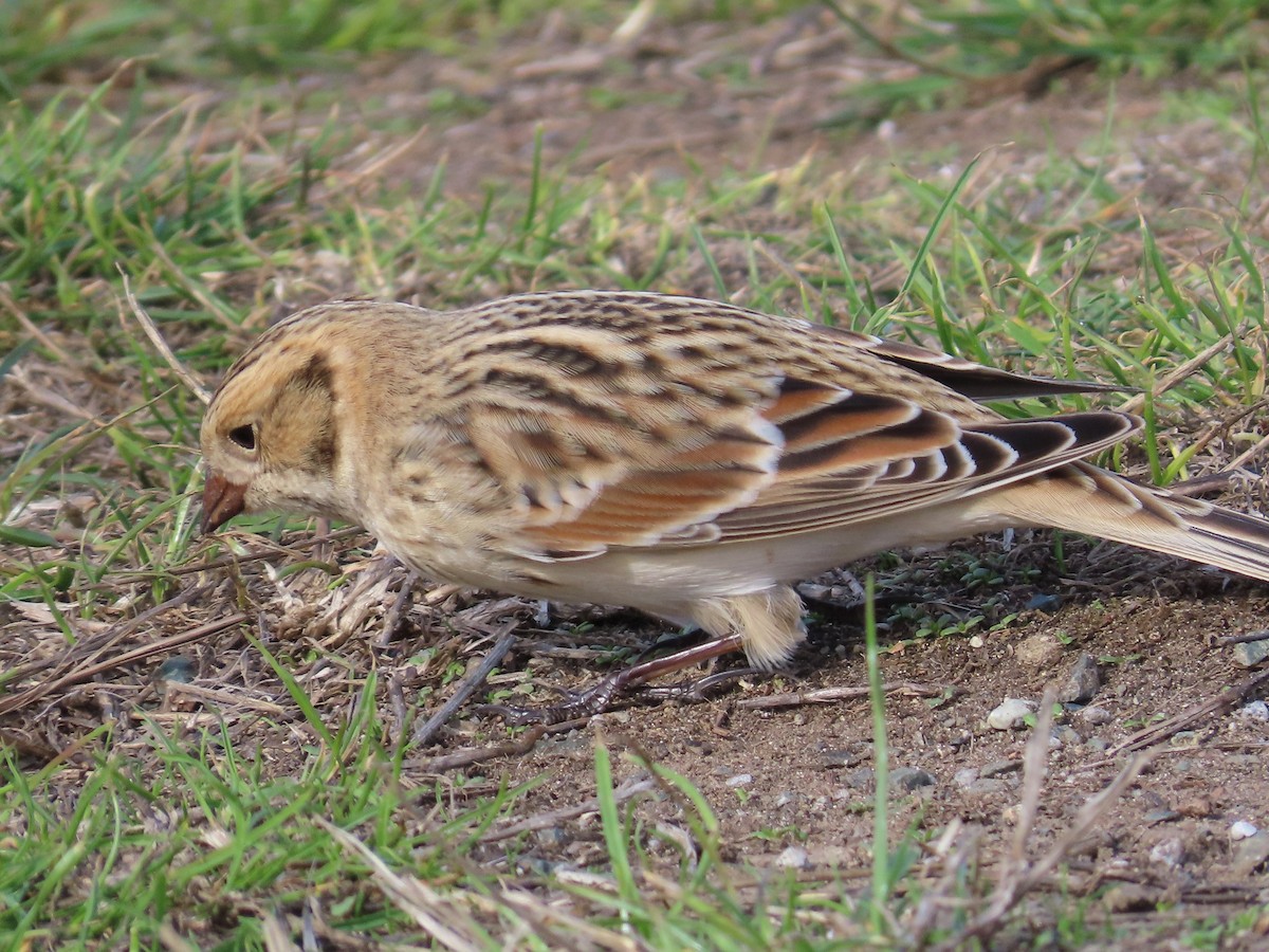 Lapland Longspur - ML609956777