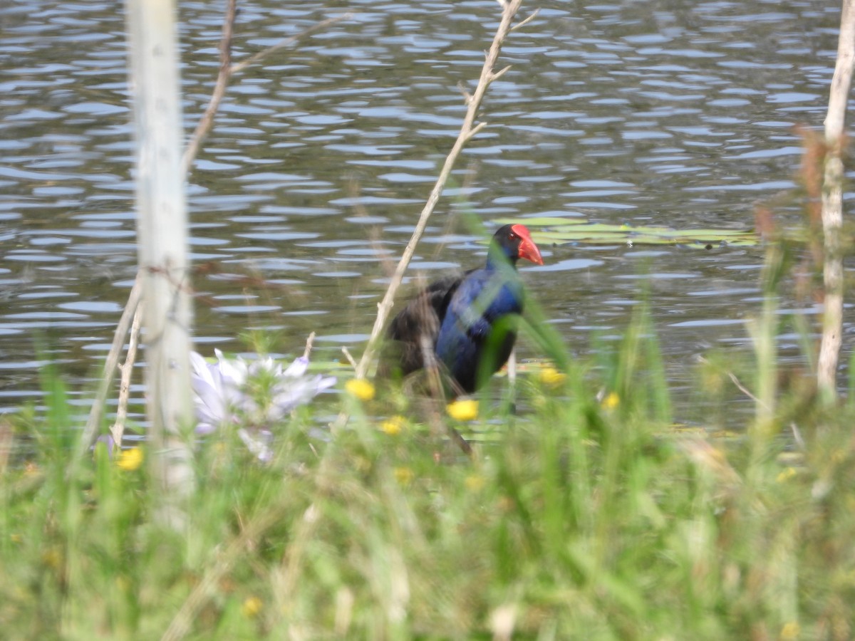 Australasian Swamphen - Cherri and Peter Gordon