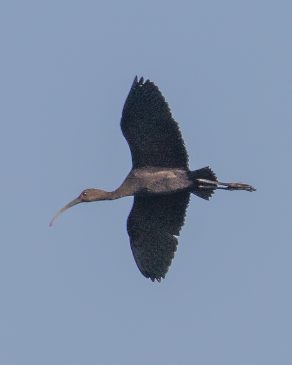 Ibis à face blanche - ML609956834