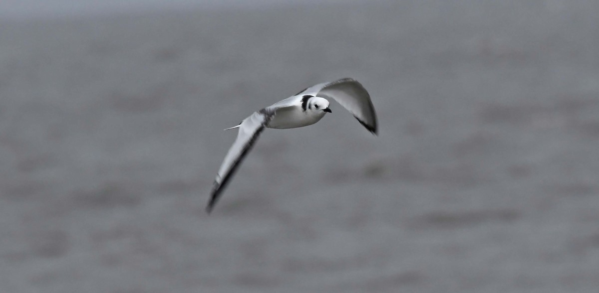 Black-legged Kittiwake - ML609956843