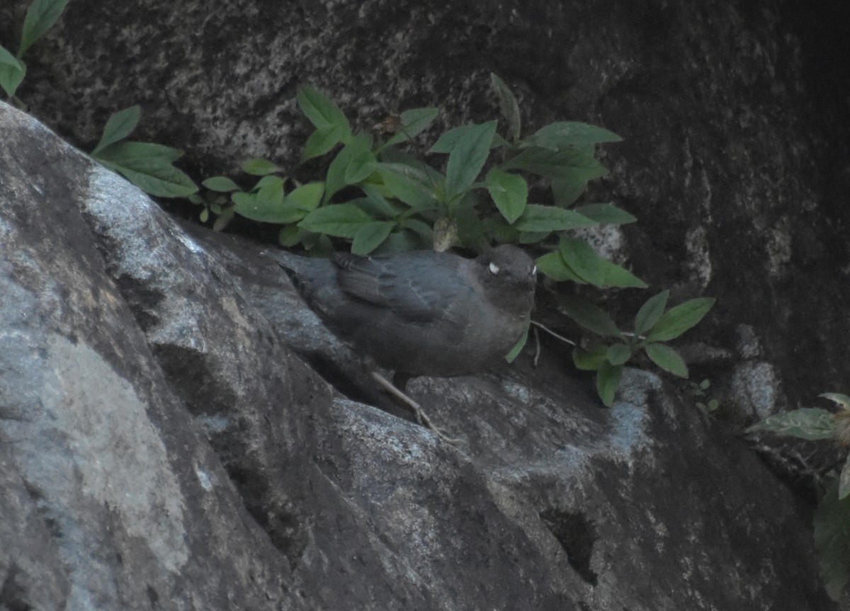 American Dipper - ML609956910