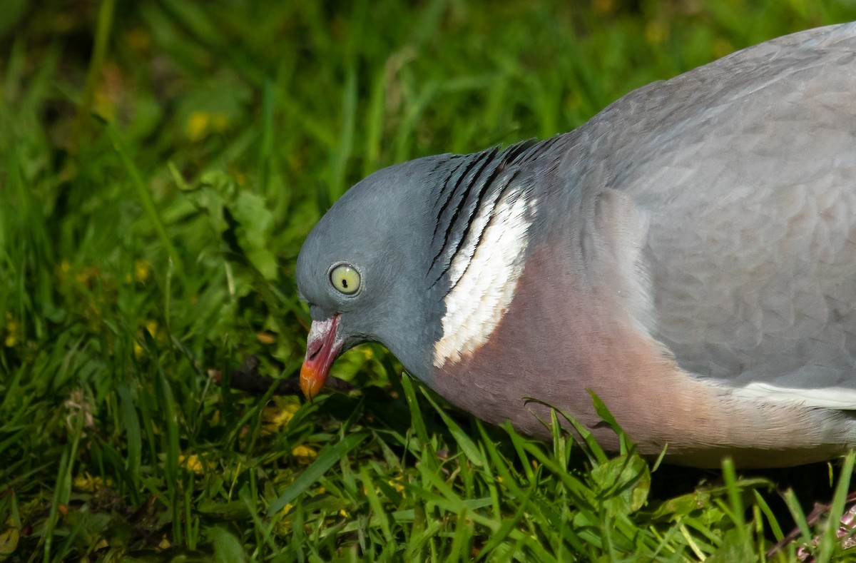 Common Wood-Pigeon - ML609957025