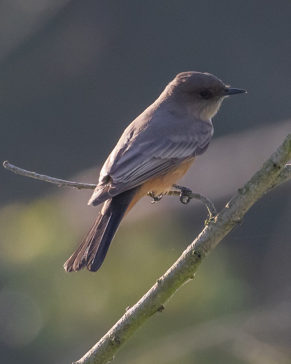 Say's Phoebe - ML609957059