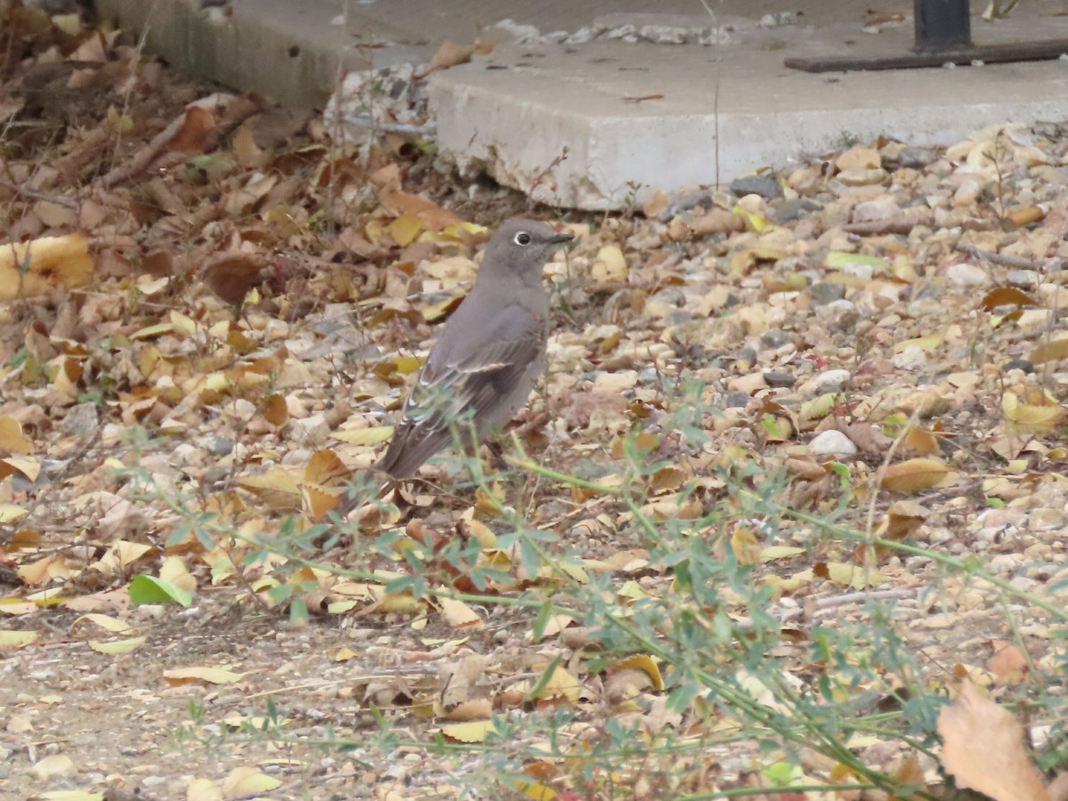 Townsend's Solitaire - Laurie Koepke