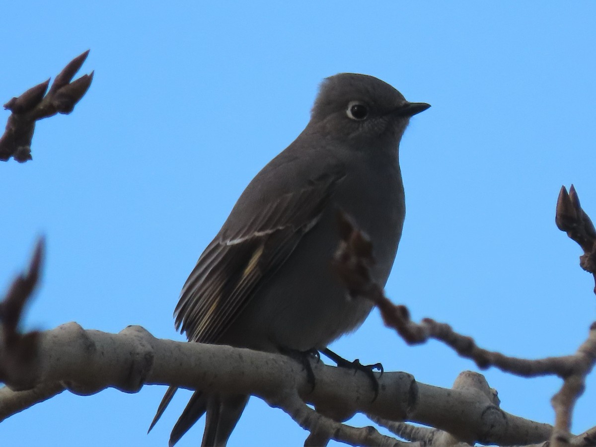 Townsend's Solitaire - Laurie Koepke