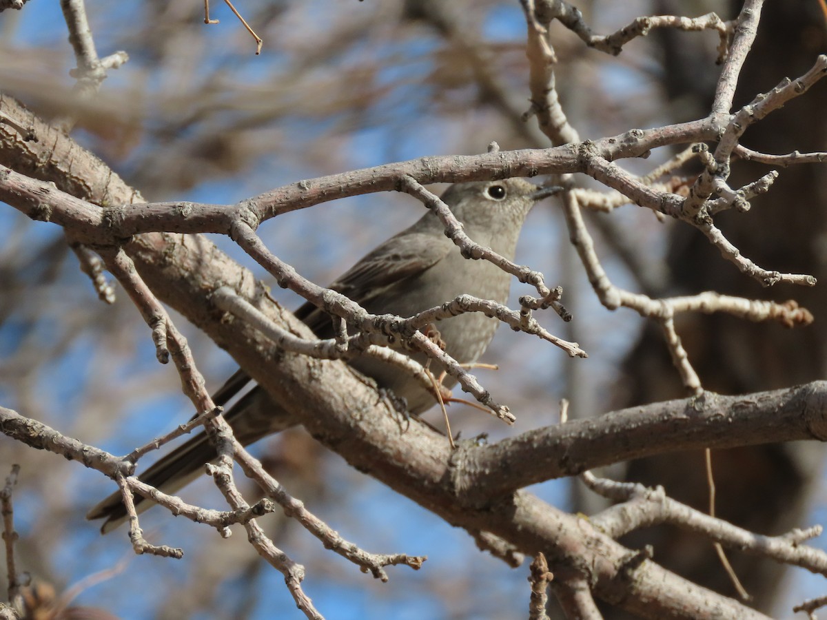 Townsend's Solitaire - Laurie Koepke