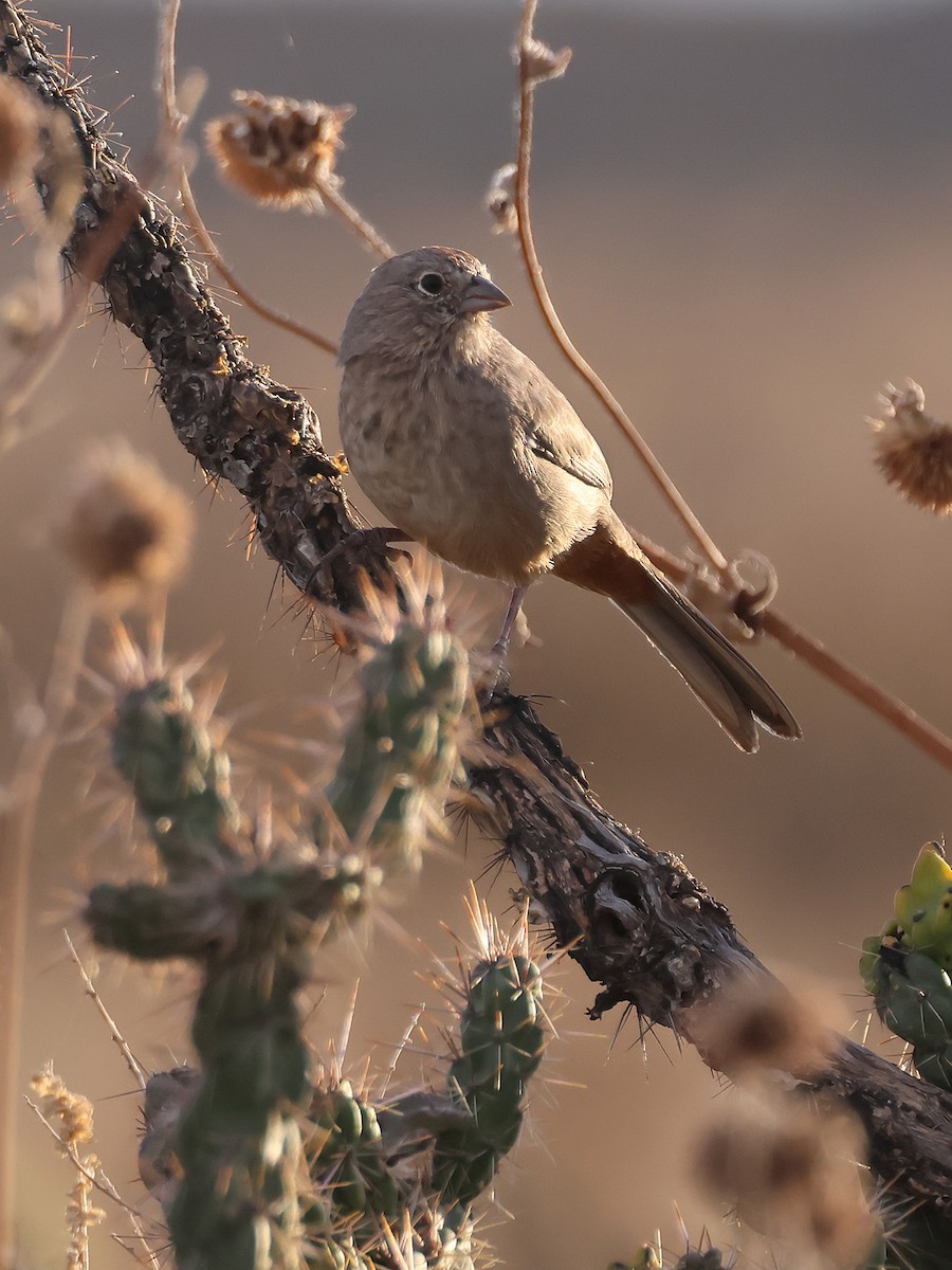 Canyon Towhee - Alan Versaw