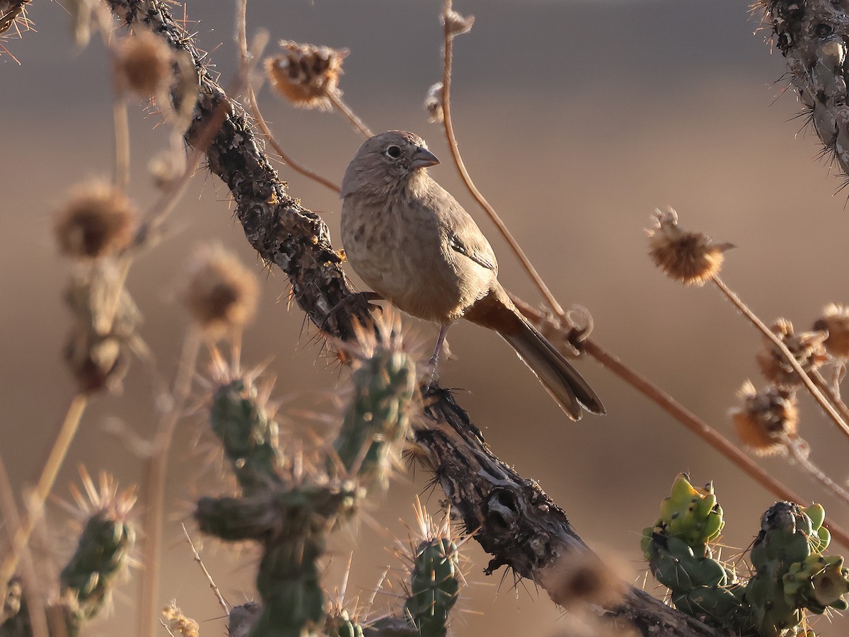 Canyon Towhee - Alan Versaw