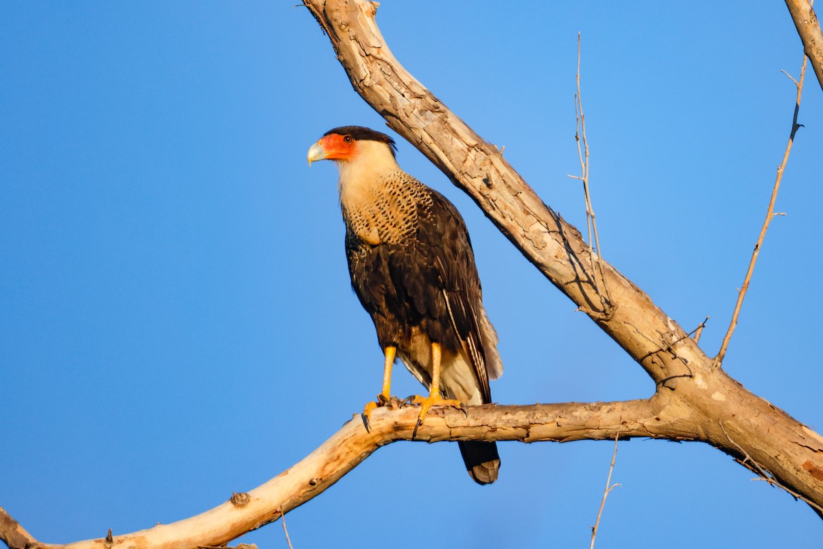 Crested Caracara - Ardell Winters