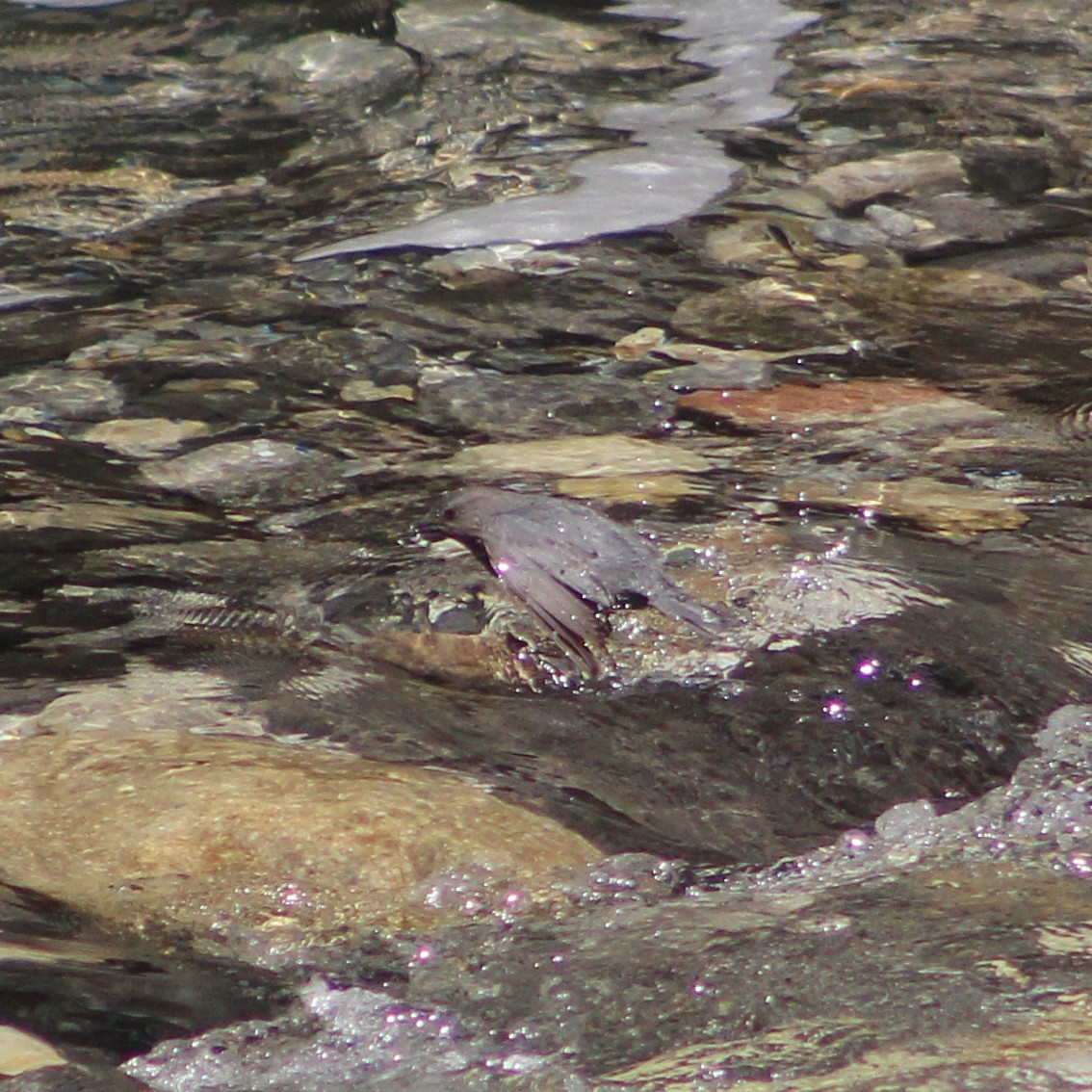 American Dipper - ML609957437