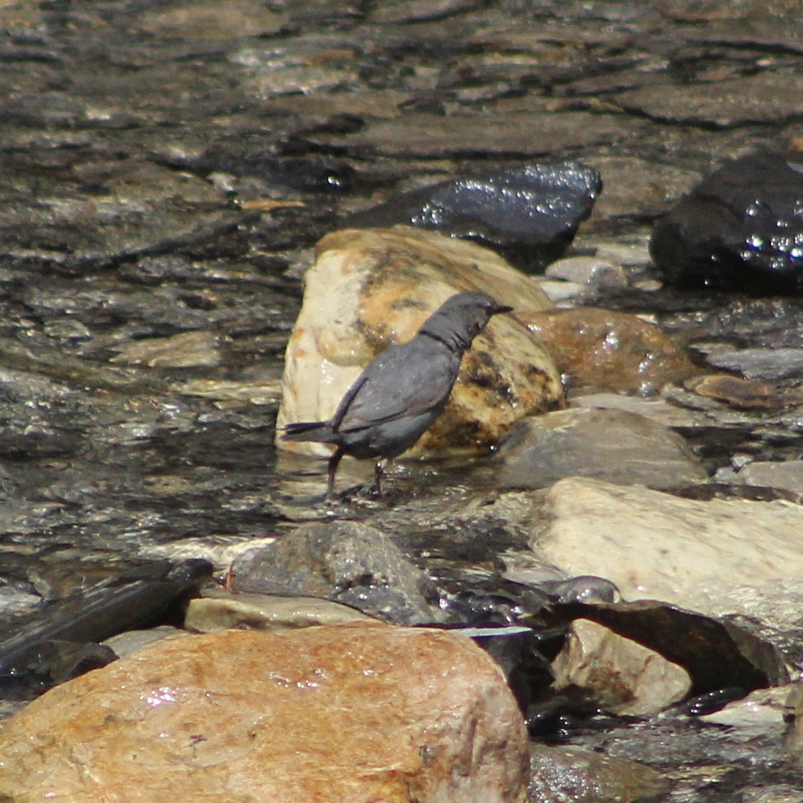 American Dipper - ML609957440