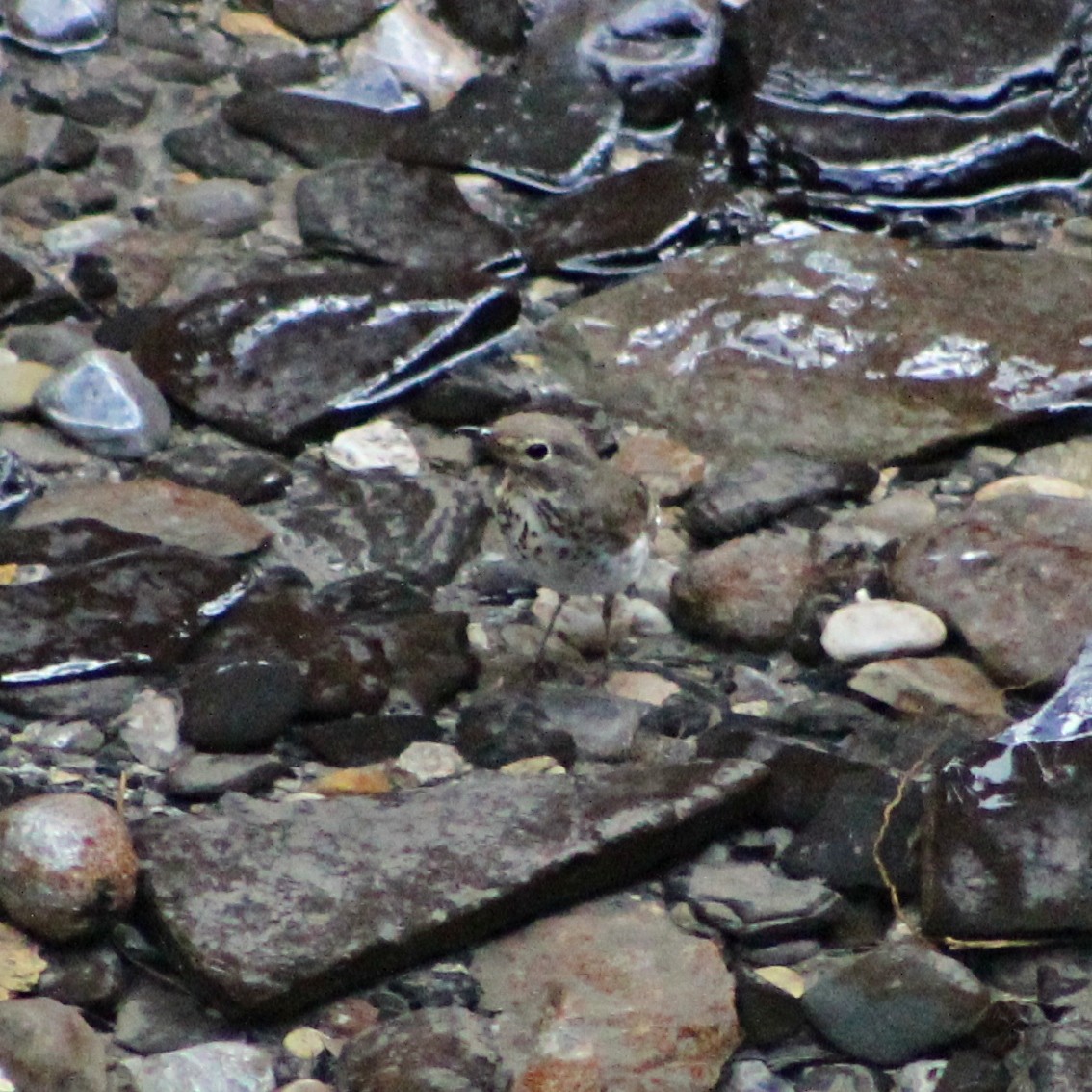 Swainson's Thrush - Elizabeth Padgett