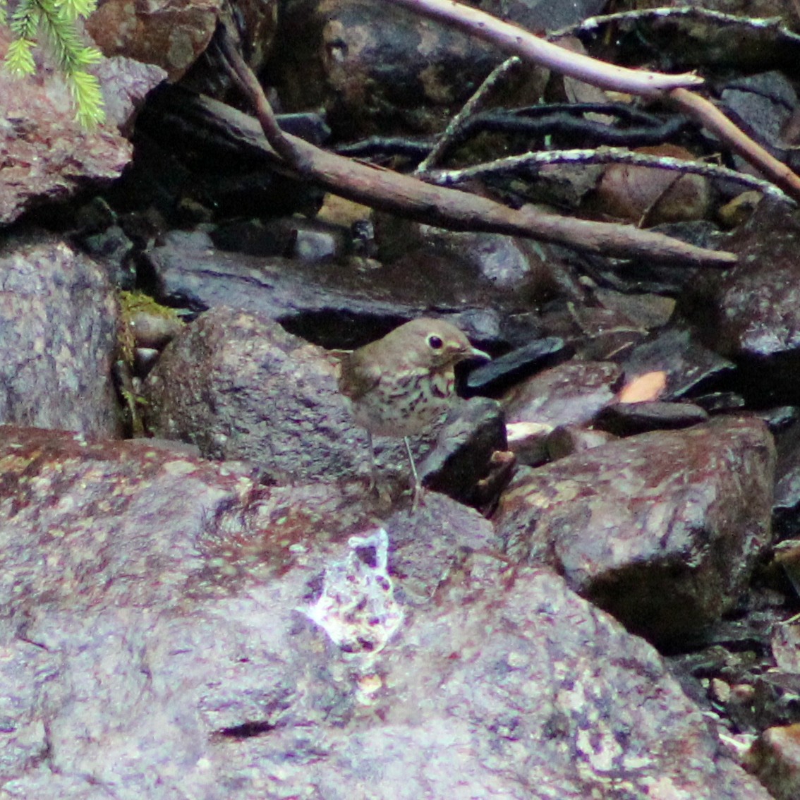 Swainson's Thrush - ML609957444