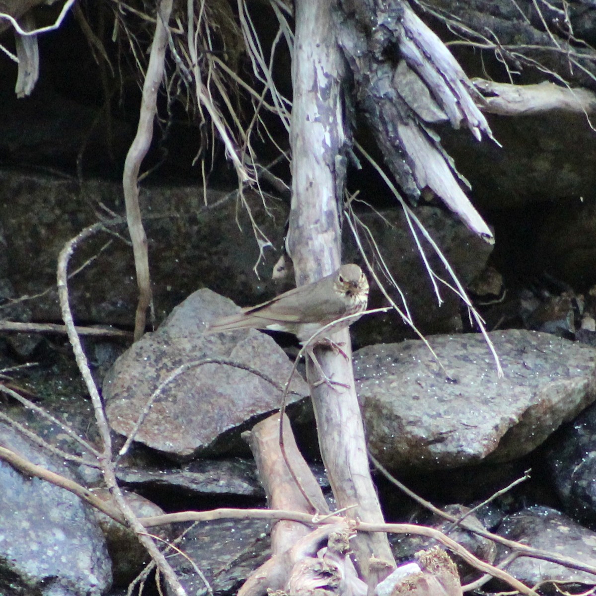 Swainson's Thrush - ML609957445