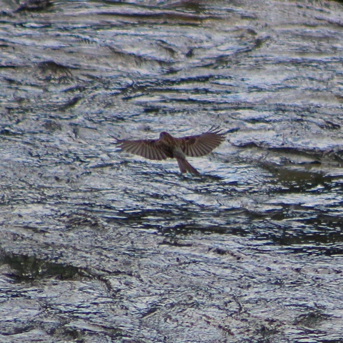 Chipping Sparrow - ML609957449