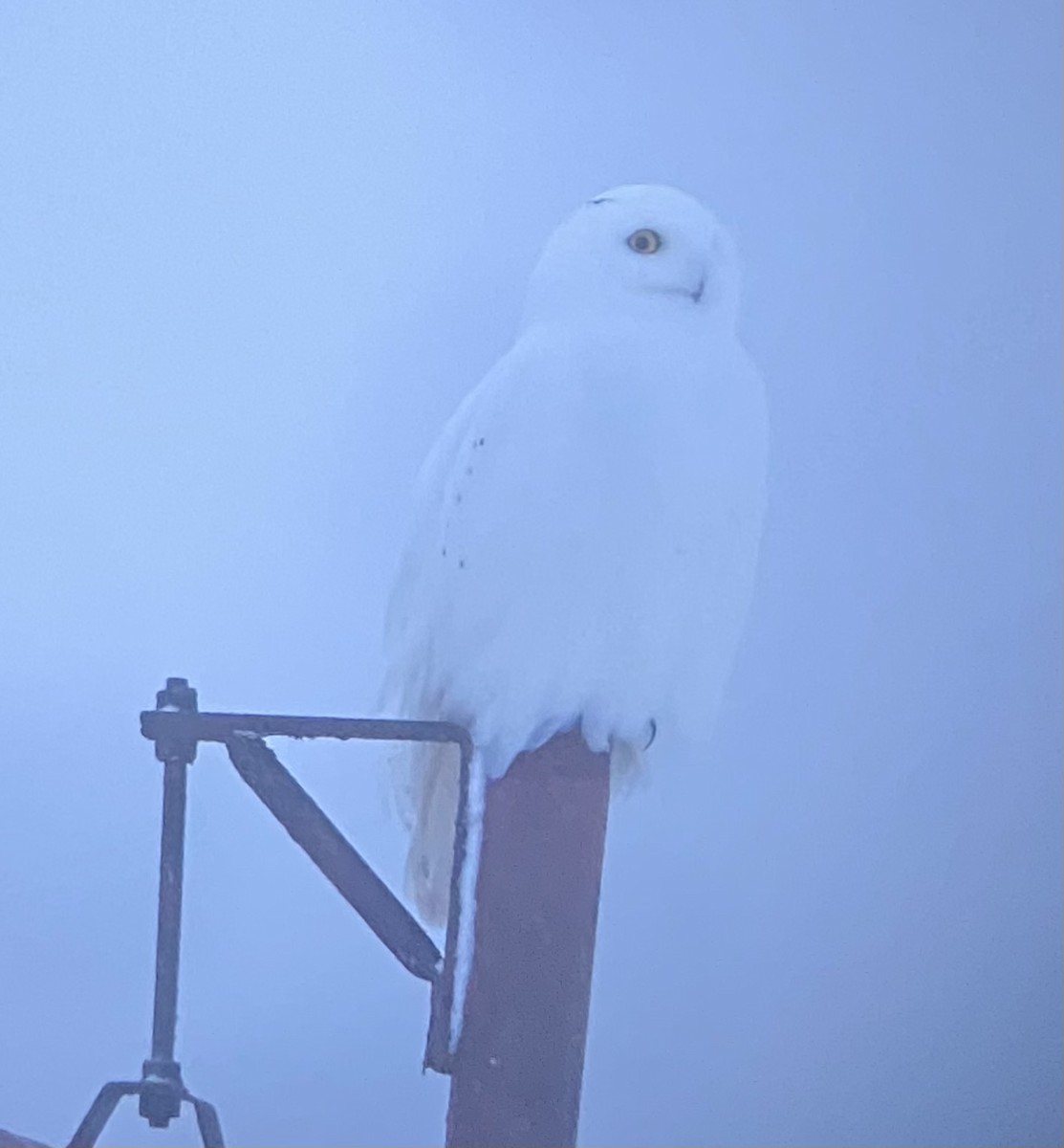 Snowy Owl - ML609957459
