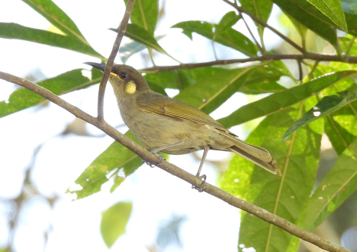 Cryptic Honeyeater - ML609957552