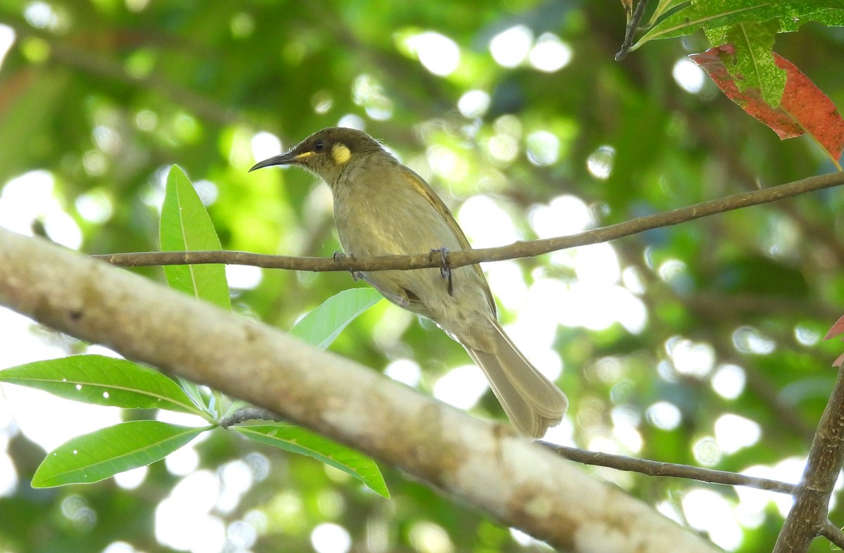 Cryptic Honeyeater - ML609957554