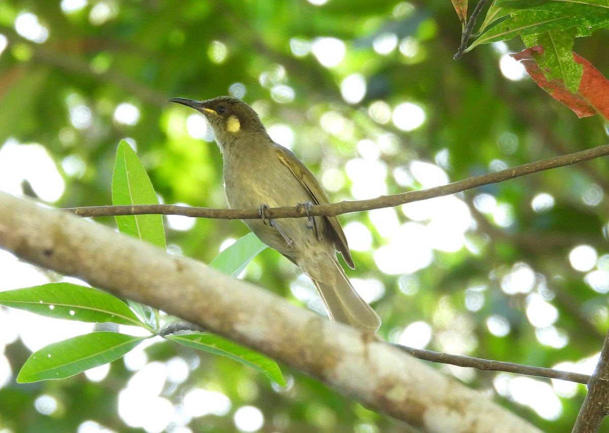 Cryptic Honeyeater - ML609957555