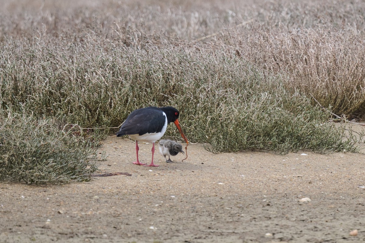 South Island Oystercatcher - Nick Beckwith