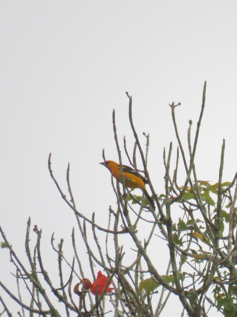 Oriole à gros bec - ML609957581