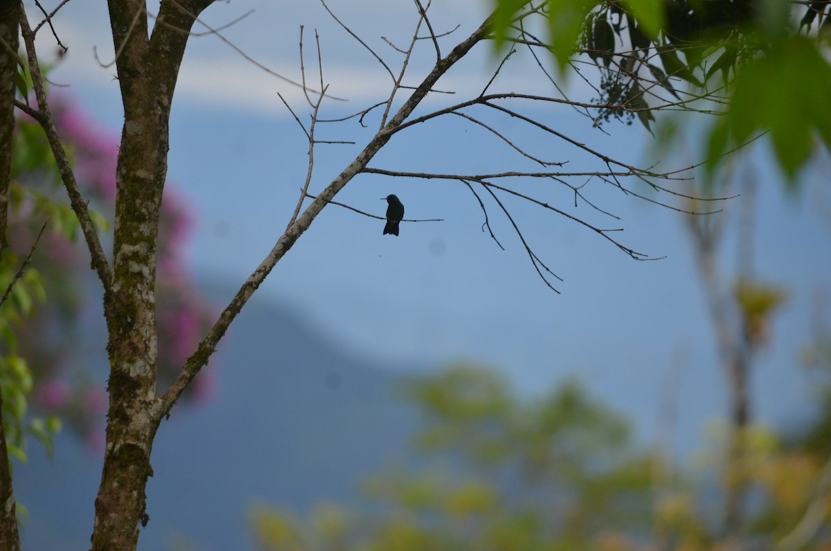 Green-bellied Hummingbird - ML609957594