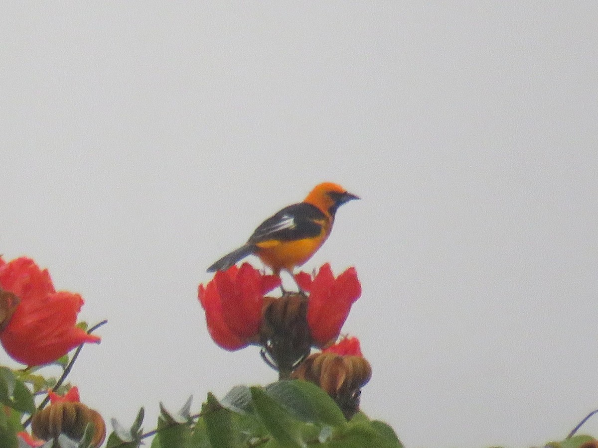 Spot-breasted Oriole - ML609957611
