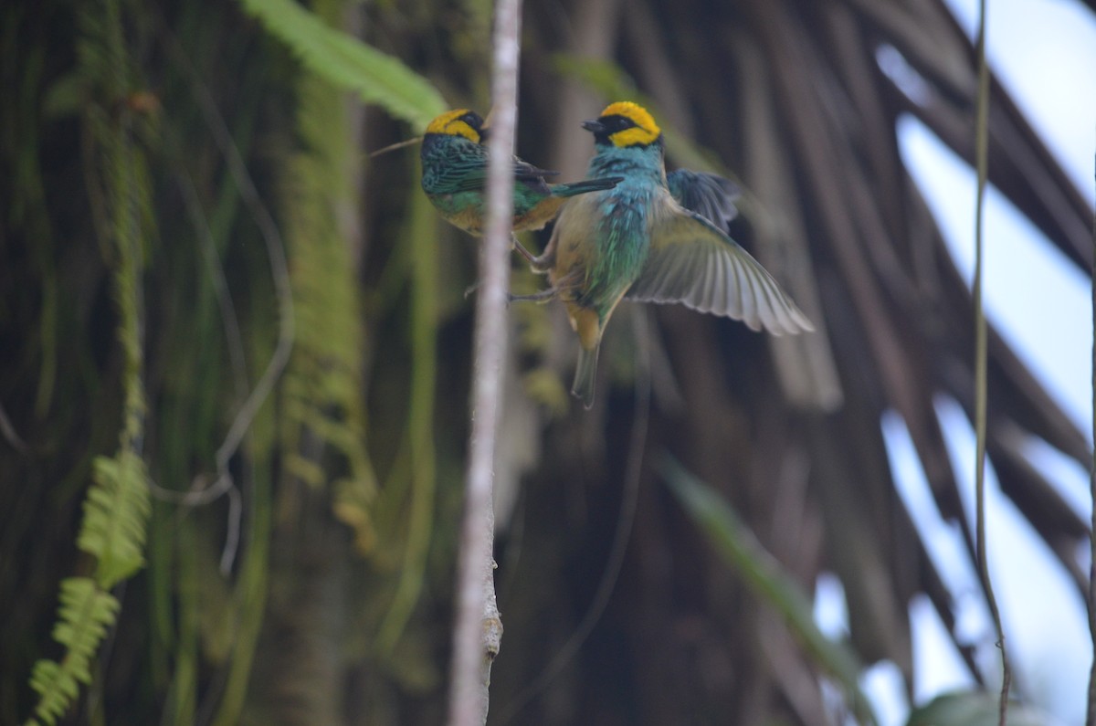 Saffron-crowned Tanager - ML609957658