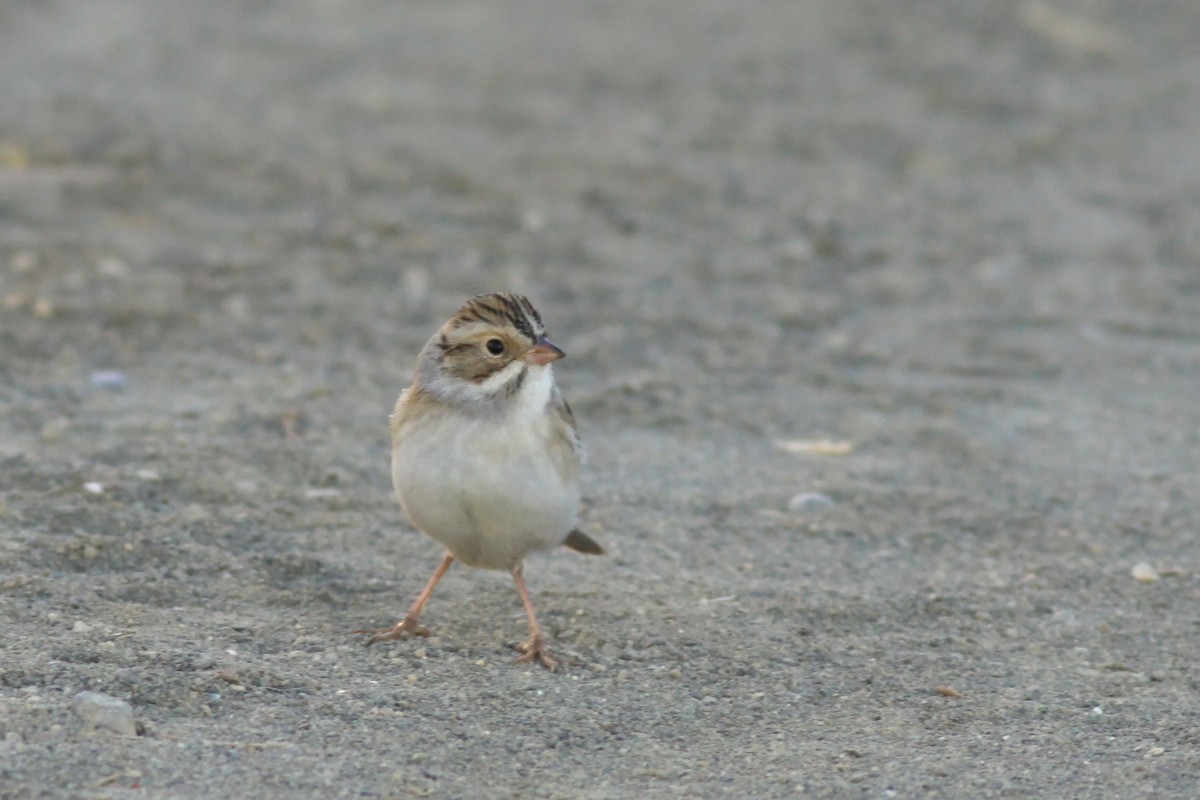 Clay-colored Sparrow - ML609957695