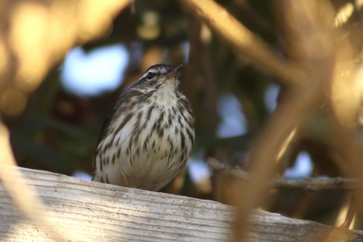 Louisiana Waterthrush - ML609957703