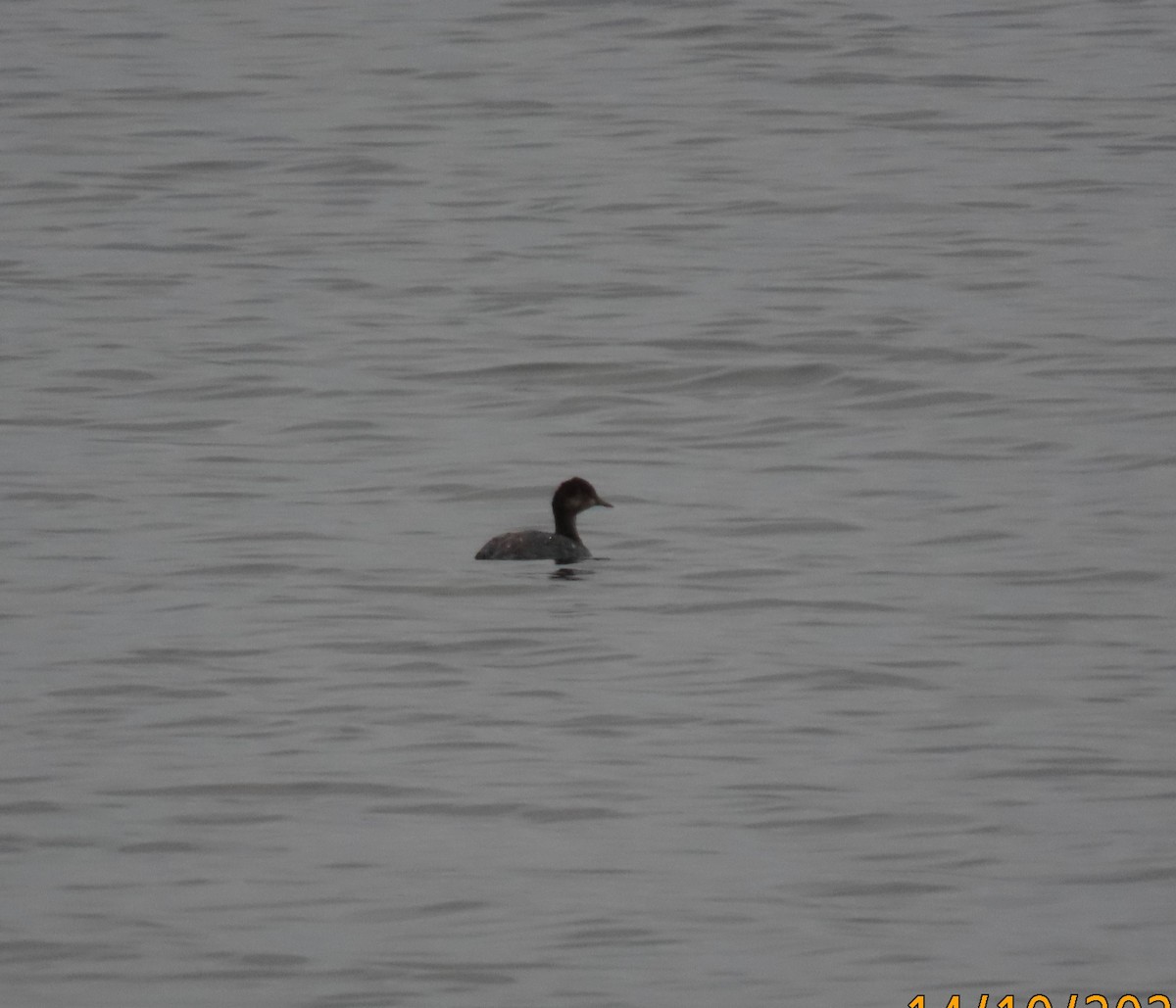 Eared Grebe - ML609957706