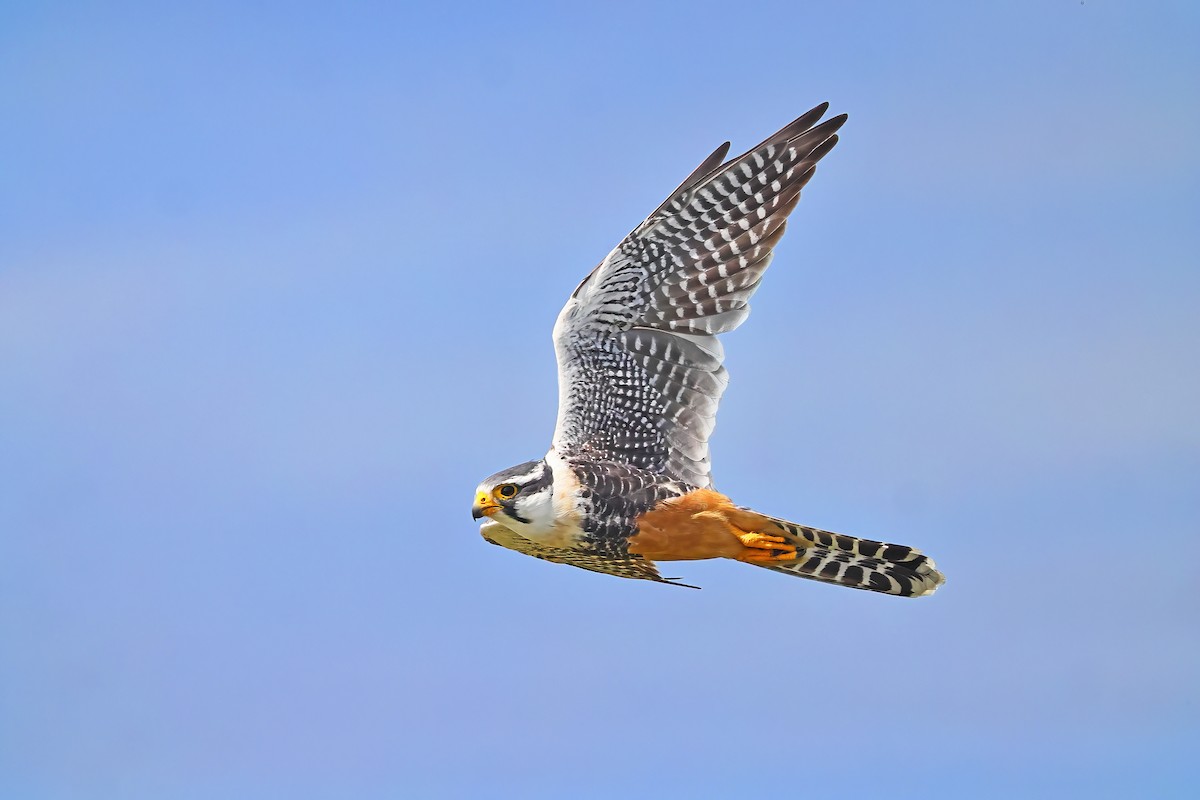 Aplomado Falcon - Greg Homel