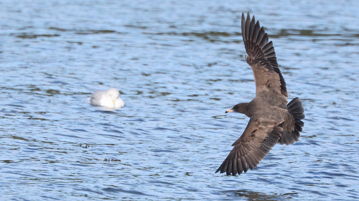 Gaviota Mexicana - ML609957914