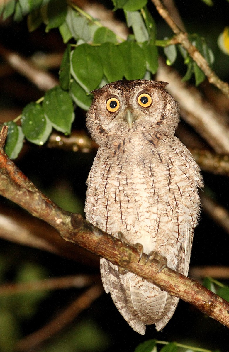 Pacific Screech-Owl - ML60995801