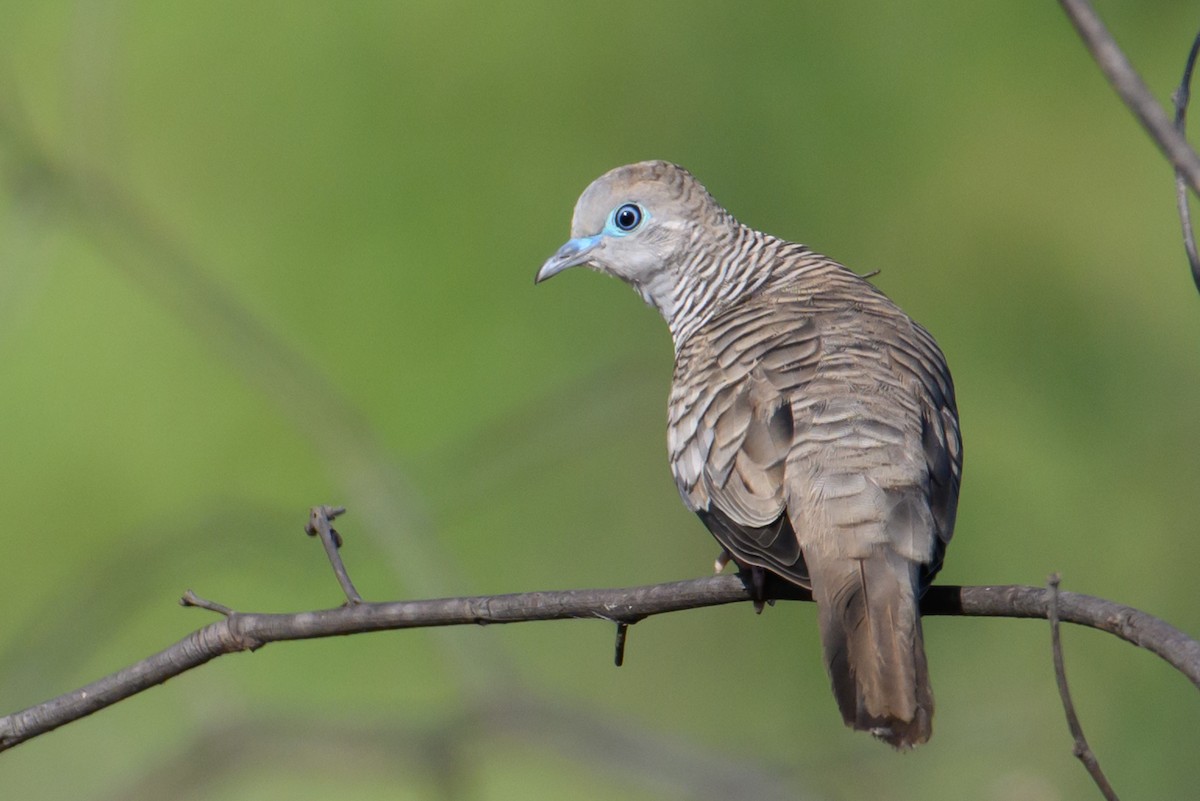 Peaceful Dove - ML609958055