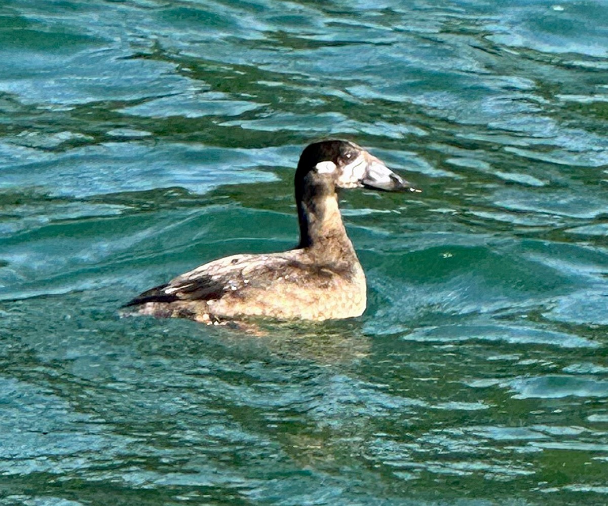 Surf Scoter - bo nelson