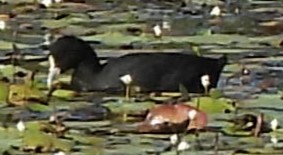 Eurasian Coot - ML609958276