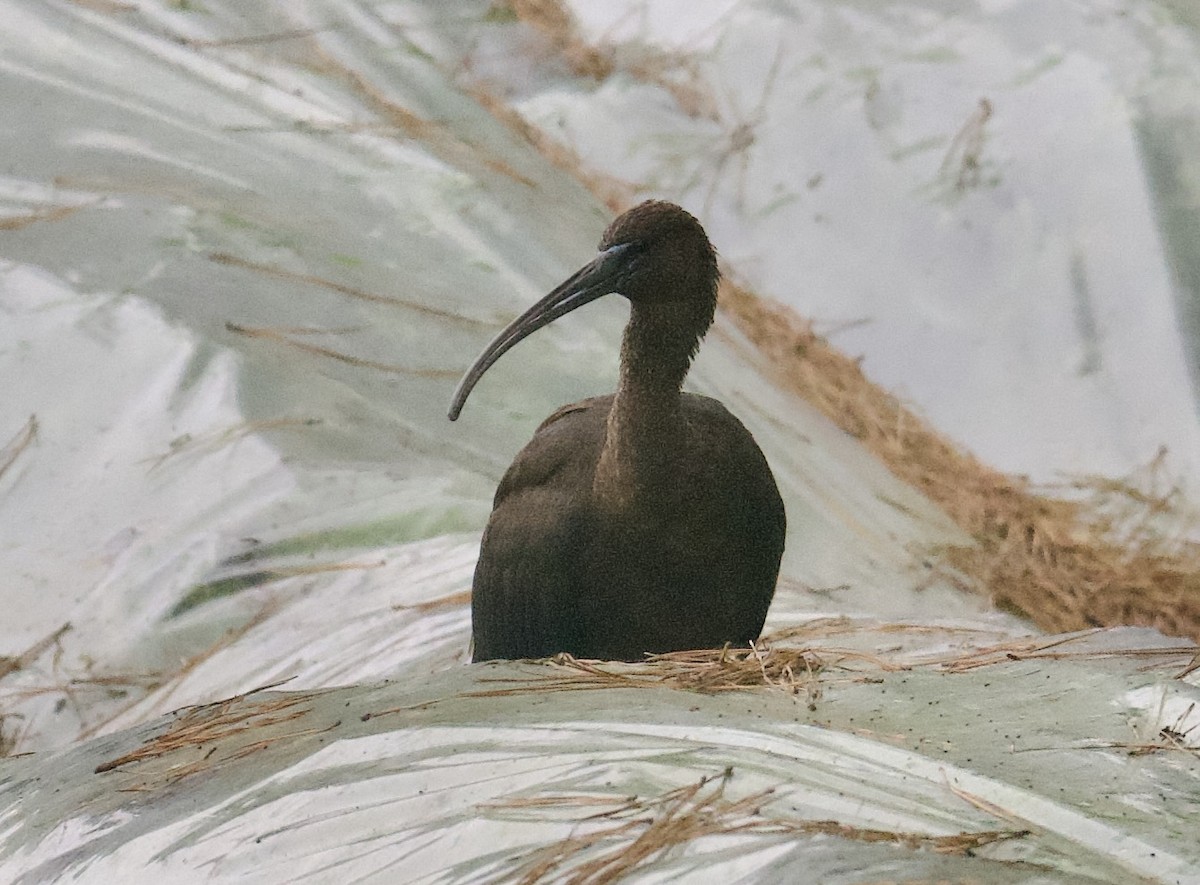 Glossy Ibis - ML609958291