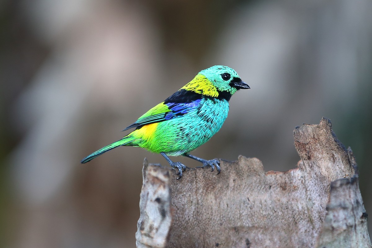 Green-headed Tanager - ML609958399