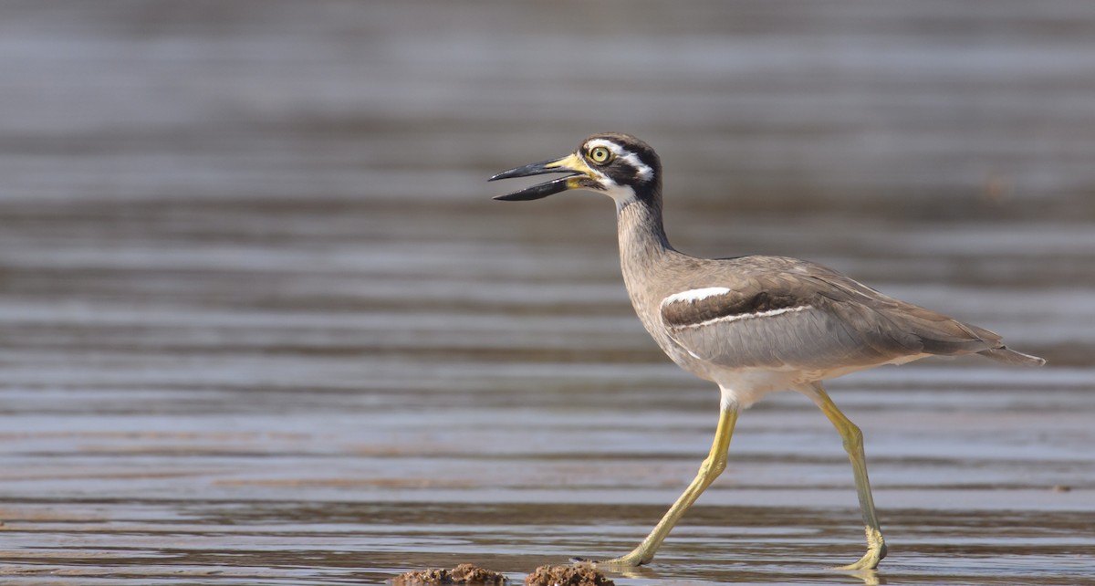 Beach Thick-knee - Mark Lethlean