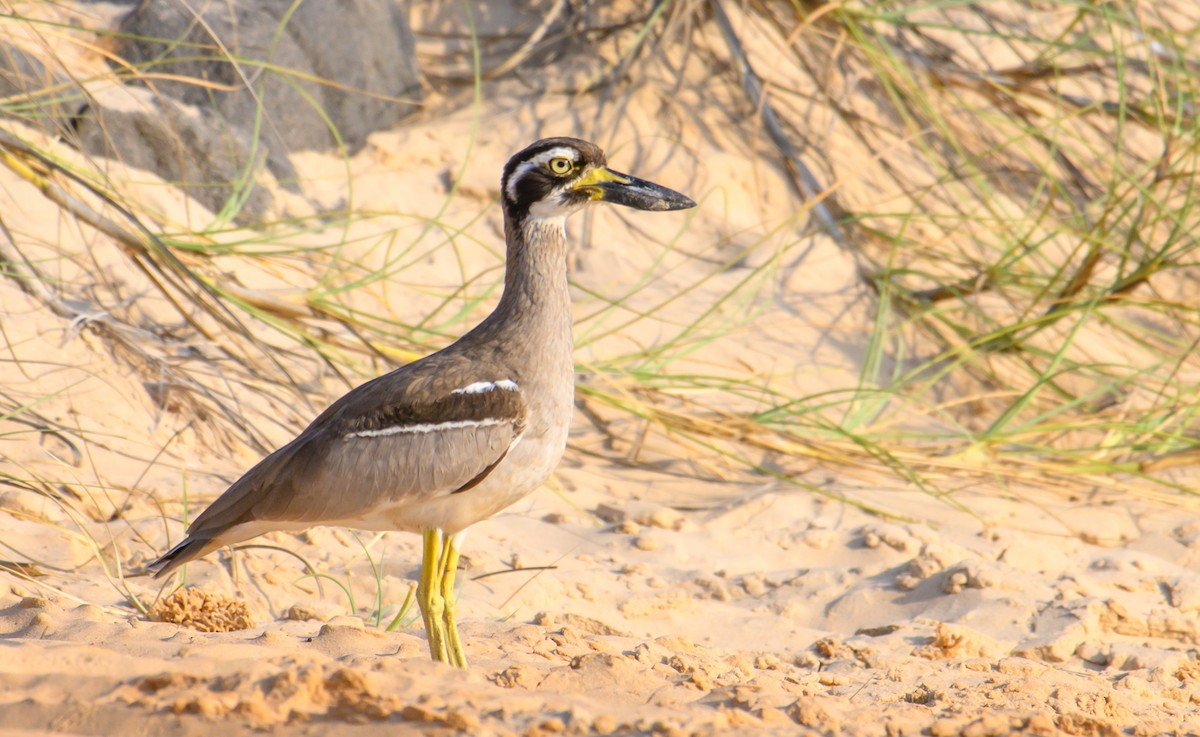 Beach Thick-knee - Mark Lethlean